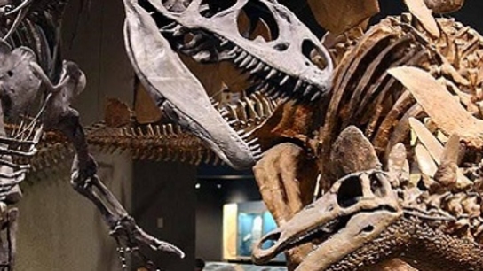 3D scanning a one-piece dinosaur skeleton in minute detail